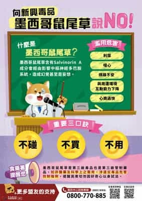 向新興毒品墨西哥鼠尾草說 NO！