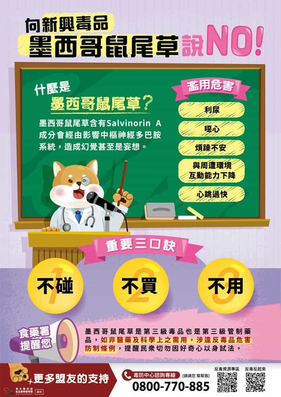 向新興毒品墨西哥鼠尾草說 NO！
